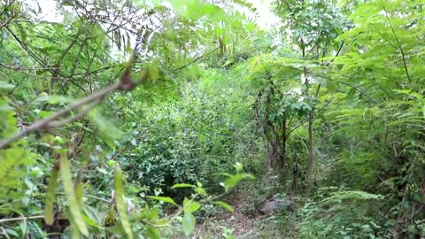 Survival skills_ Finding green tamarind for food - Green tamarind eating delicious #11