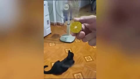 Baby Cats 😺 Cute Cat and Funny 😸 Cat Videos #40 | Cue Cati