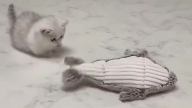 Funny cat😂😂😂😂