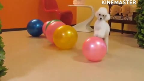 Funny Animals Videos2022 🤣😻-Funniest Cats And Dogs Videos