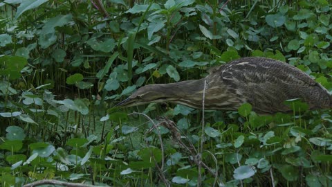 American Bittern catching a small fish in Florida wetlands