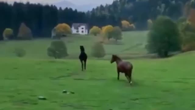 Beautiful Nature - Horses