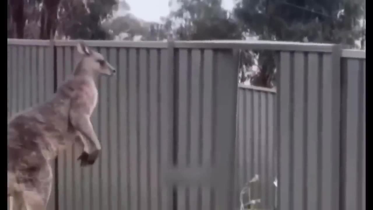 funny animal video