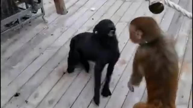 Monkey attack dog