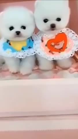 Cute Dog Funny Video / Dog Funny Video 2021