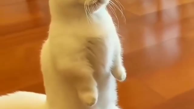 So cute must watch