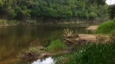 26.10.2024 The Barron River, Kuranda (2)