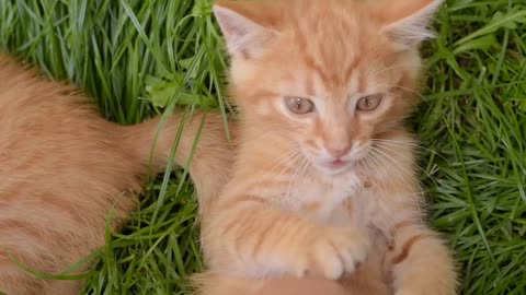 Cute Cat