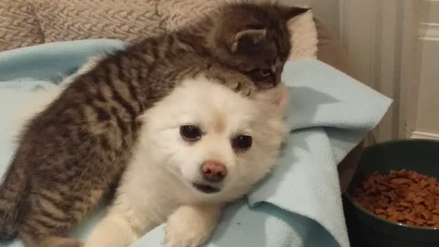 Rescued Kitten Loves To Play Tug Of War With Patient Dog's Ears