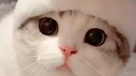 cutei cat