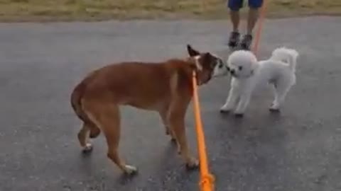 #28 male red heeler #29 male white poodle March2022