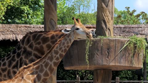 Two Giraffes eating grass in a zoo. Giraffes in safari park. Beautiful giraffes in the zoo