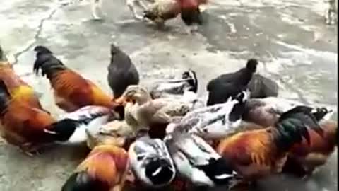 THE CHICKEN FIGHTS WITH THE DOG MUST WACH