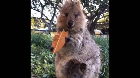 Funny animals best funny moments