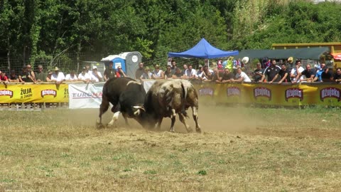 Zećo od Batara vs Brizan od Stipe i Marka Batin 2024