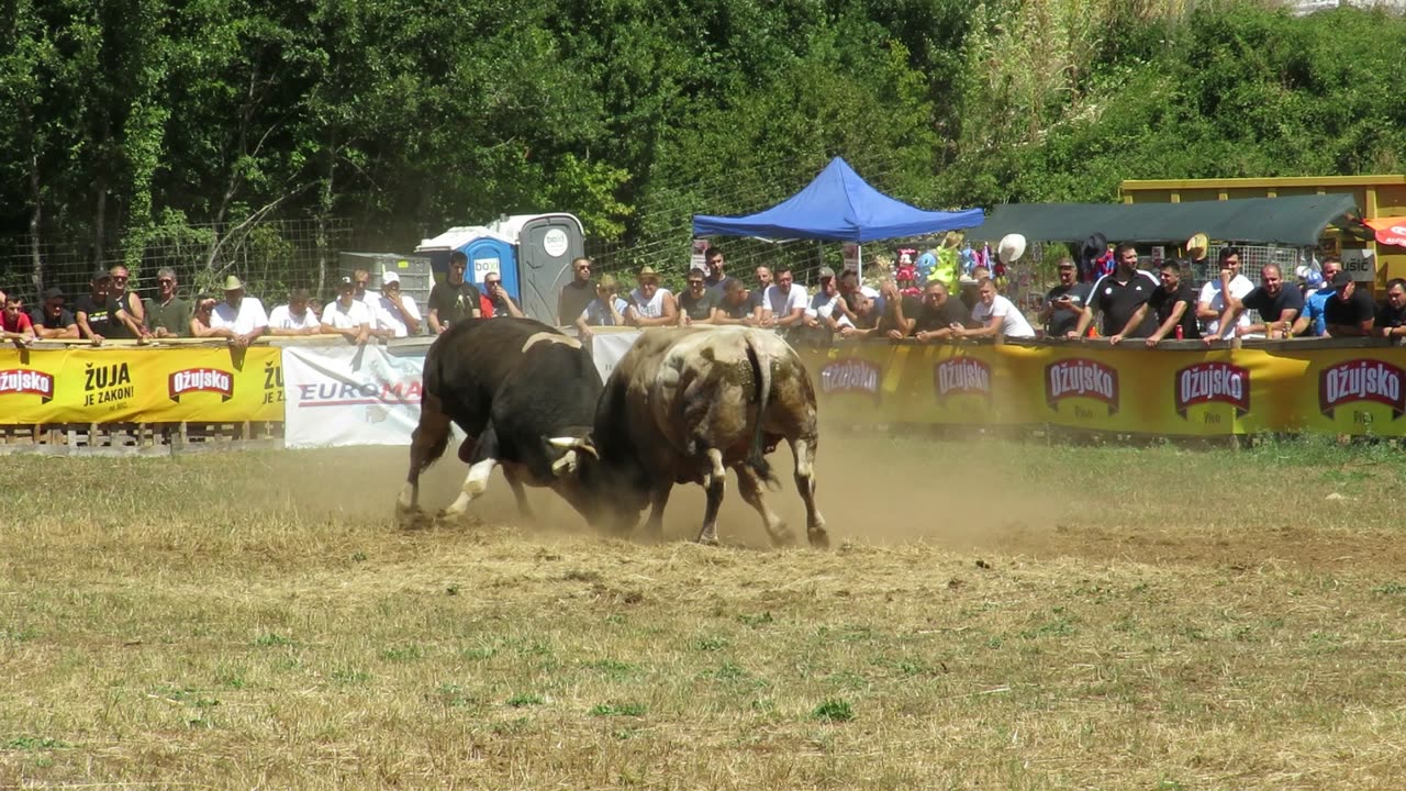 Zećo od Batara vs Brizan od Stipe i Marka Batin 2024