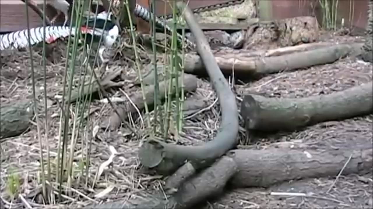 http://sharevideo1.com/v/b1BFSFJTTkdsN0E=?t=ytb&f=co
