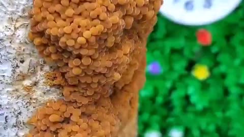 #Nature #Interesting mushroom growth #fun