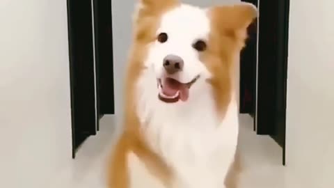 Dancing dog