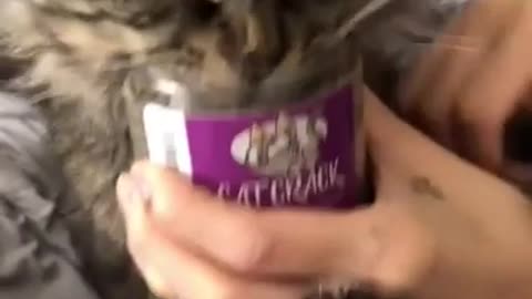 This Cat Is Addicted To Catnip