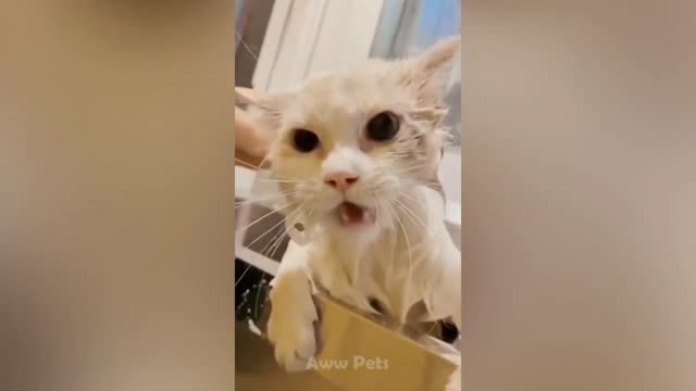 Funny cats 🐱🤣