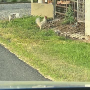 Why did the chicken cross the road?!