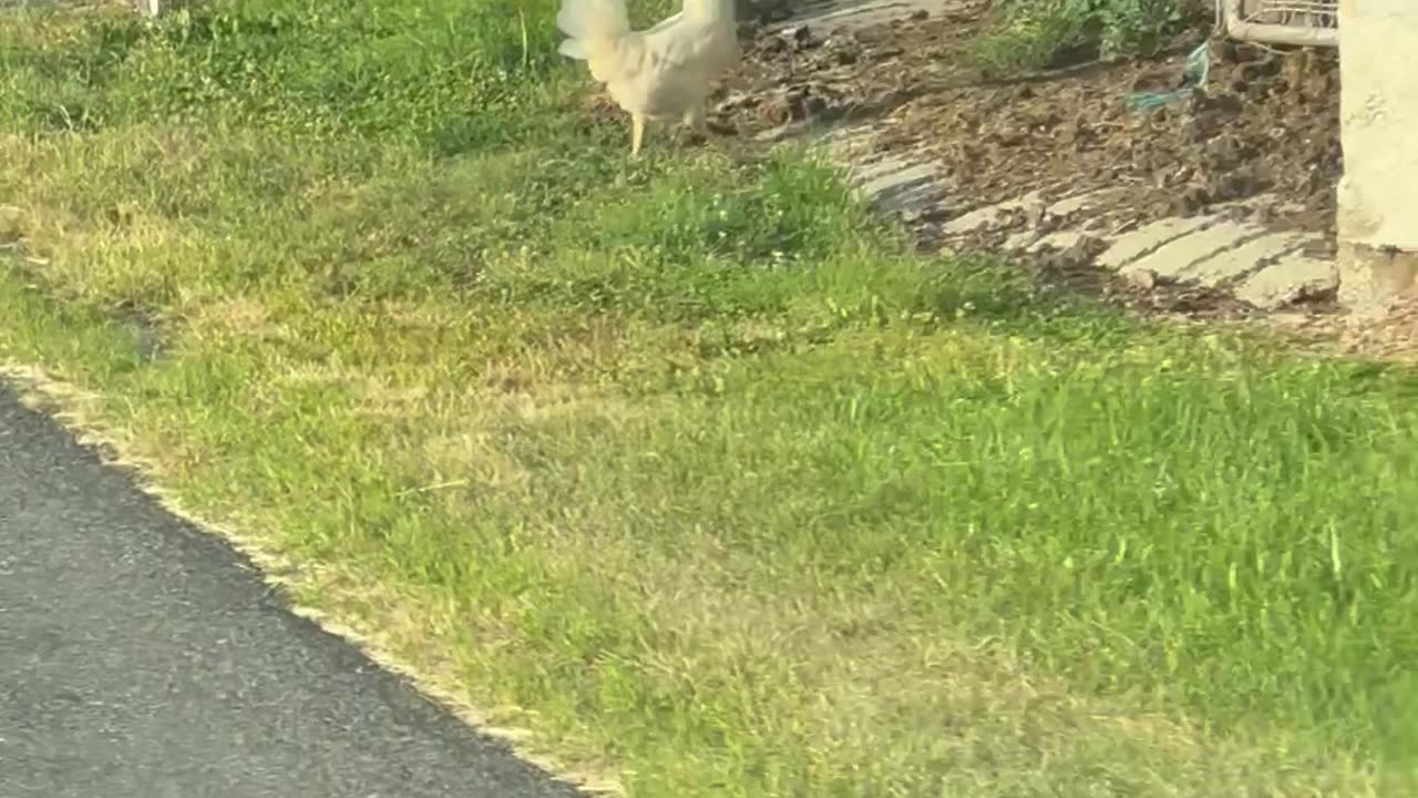 Why did the chicken cross the road?!