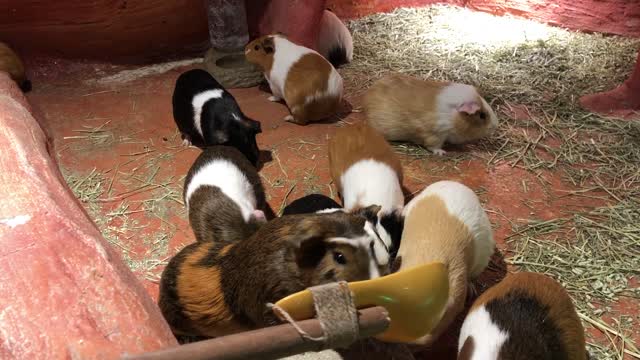 Feed the guinea pig. Guinea pig running