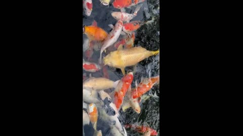 Amazing Fish And Beautiful Colors Fish Video