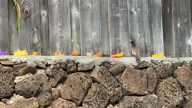 Red Vented and Red Whiskered Bulbuls enjoying Mango & Papaya