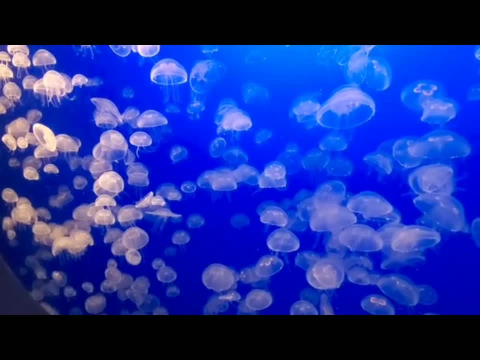 beautiful but dangerous deep ocean life giant jellyfish