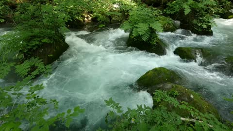 Stunning virgin forest Stunning lakeside