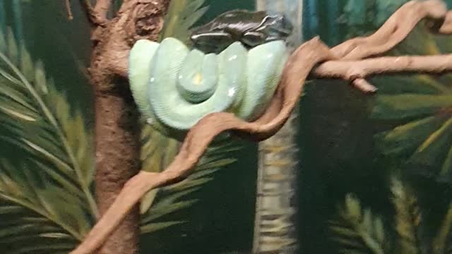 Green Tree Python & Best friend the Green Tree Frog