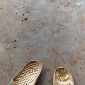 Cute kittens. My mission is to catch mice to protect crops