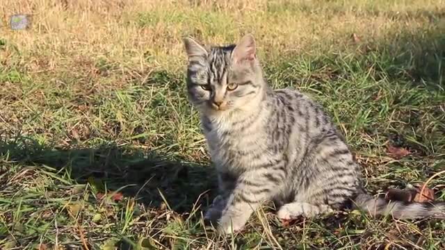 Cat best video