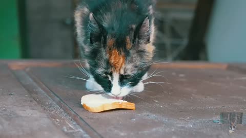 To eat bread