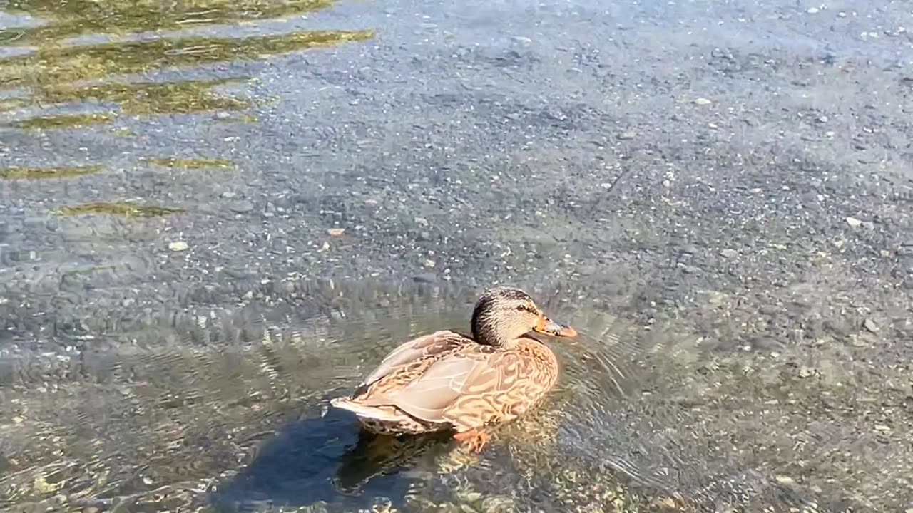 Ducks & People in the River 🦆 3 of 4