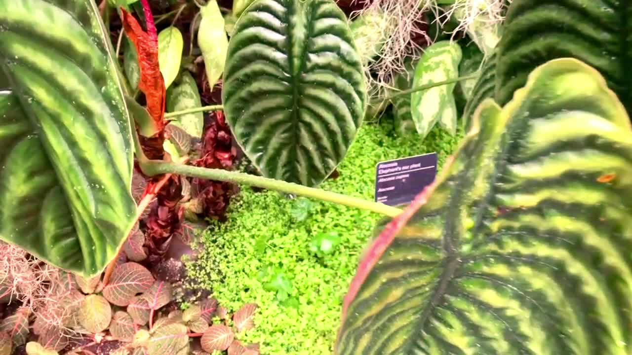 Philodendron_ Visiting of various species of Philodendron cultivars and hybrids.