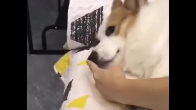 AWW Animals SOO Cute! Videos Compilation cutest and funniest moment of the animals #23