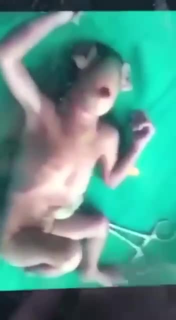 Creatures that live in Damb.