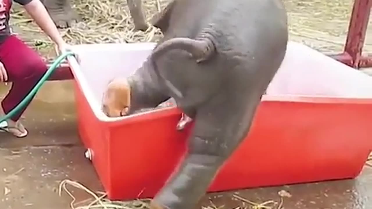 Elephants Are A Treasure To Our World #shorts #viral #shortsvideo #video