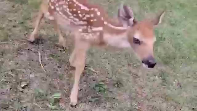 beautiful sika deer