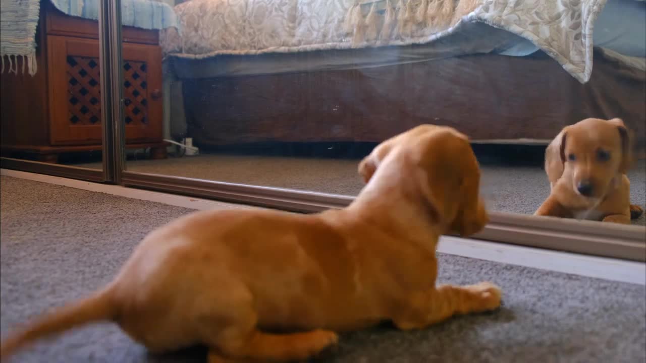 cute dog play with mirror