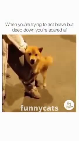 This is a comedy show and comedy video