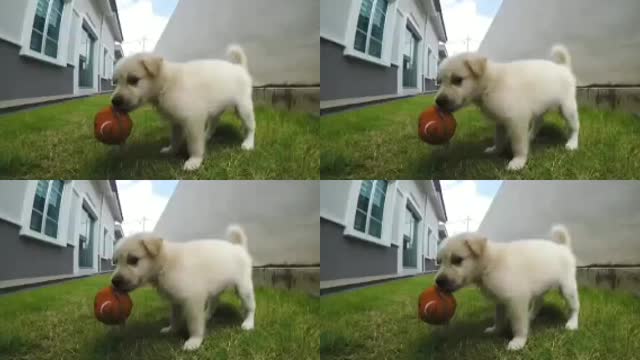 Puppies doing funny things