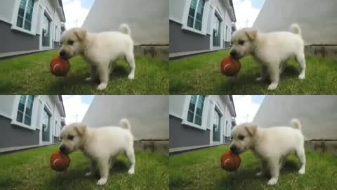 Puppies doing funny things