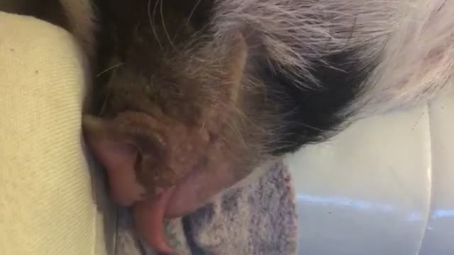 Pet pig plays with his tongue!