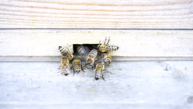 Bienen honig