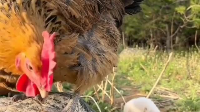 Dog with hen