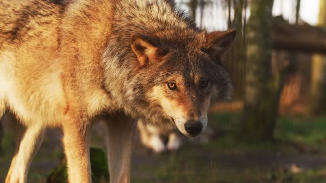 Watch "Hunting With the Dark Wolf | Wild Yellowstone"